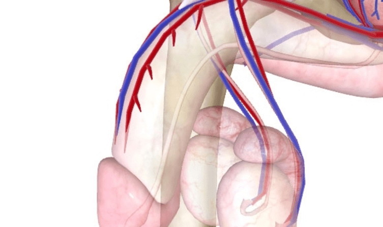 Rossz vérellátás a péniszhez