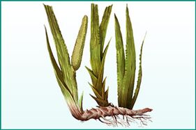Általános erősítő és potencianövelő calamus